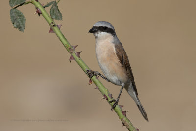 Red-backed Shrike - Lanius collurio