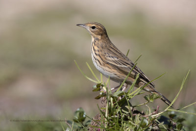 Tree pipit - Anthus trivialis