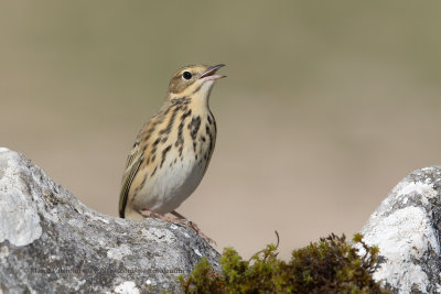 Tree pipit - Anthus trivialis