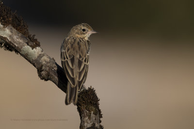 Tree pipit - Anthus trivialis