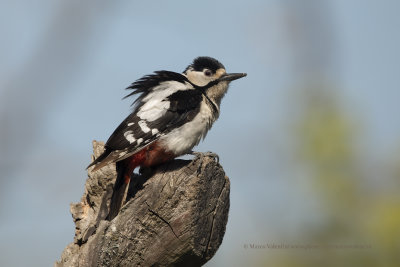 Great spotted Woodpecker - Dendrocopus major