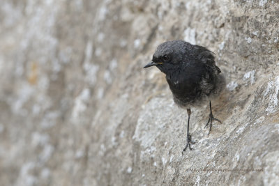 Black redstart - Phoenicurus ochruros