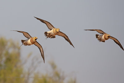 Pin-tailed Sandgrouse - Pterocles alchata