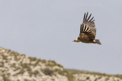 Griffon vulture - Gyps fulvus