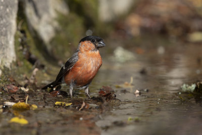 Bullfinch - Pyrrhula pyrrhula