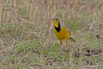 Yellow-throated Longclaw - Macronyx croceus