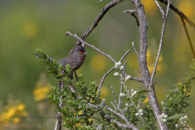 Dartford Warbler - Sylvia undata