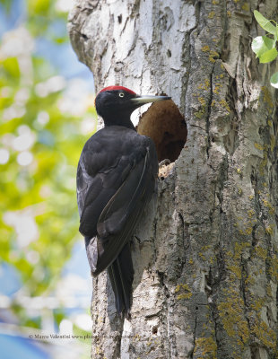 Black Woodpecker - Dryocopus martius