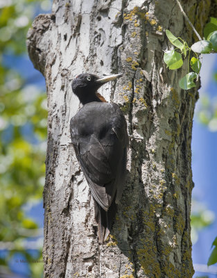Black Woodpecker - Dryocopus martius
