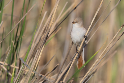 Bearded Tit - Panurus biarmicus