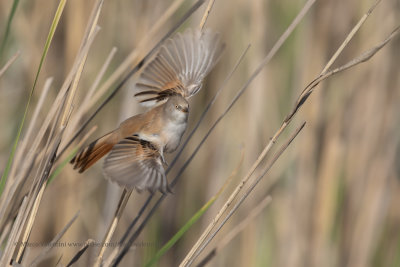 Bearded Tit - Panurus biarmicus