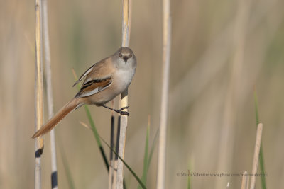 Bearded Tit - Panurus biarmicus