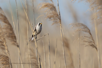 Bearded Tit - Panurus biarmicus