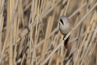 Bearded Tit - Panurus biarmicus