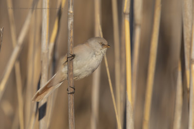 Bearded Tit - Panurus biarmicus