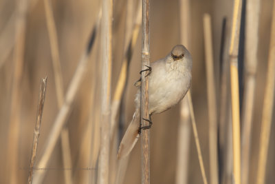 Bearded Tit - Panurus biarmicus