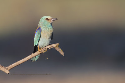 European roller - Coracias garrulus