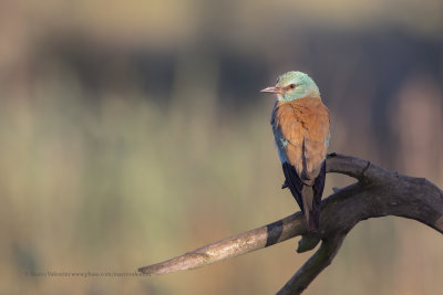 European roller - Coracias garrulus