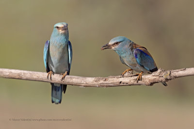 European roller - Coracias garrulus