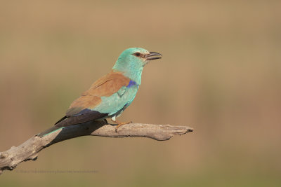 European roller - Coracias garrulus