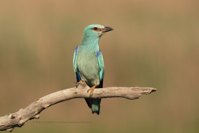 European roller - Coracias garrulus