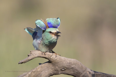 European roller - Coracias garrulus