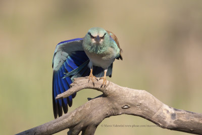 European roller - Coracias garrulus