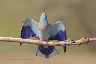 European roller - Coracias garrulus