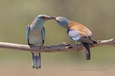 European roller - Coracias garrulus