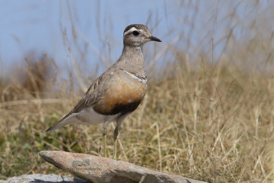 Eurasian dotterel - Charadrius morinellus