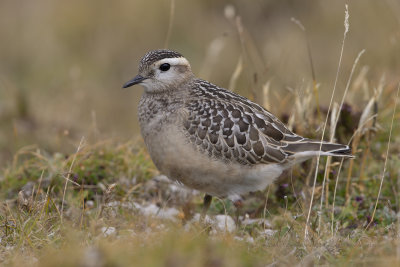 Eurasian dotterel - Charadrius morinellus