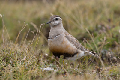 Eurasian dotterel - Charadrius morinellus