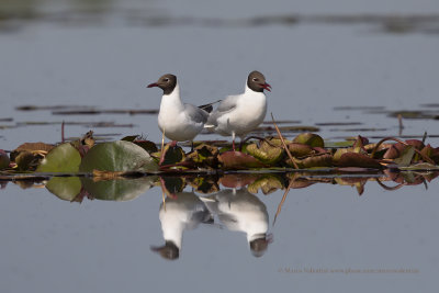 Black-headed gull - Chroicocephalus ridibundus