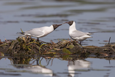 Black-headed gull - Chroicocephalus ridibundus