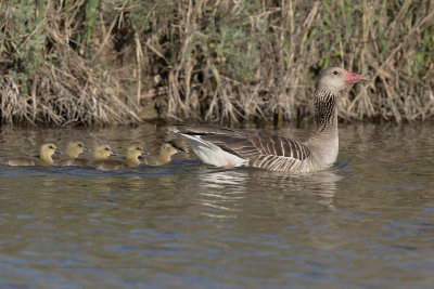 Greylag goose - Anser anser