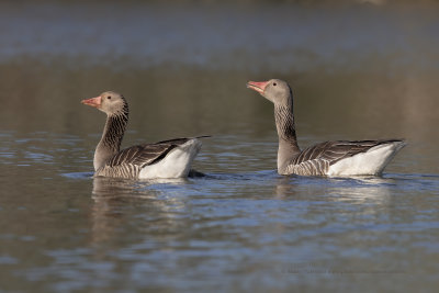 Greylag goose - Anser anser