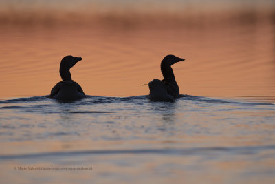 Greylag goose - Anser anser