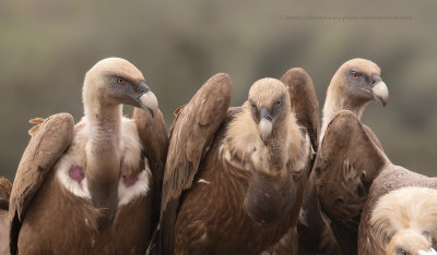 Griffon vulture - Gyps fulvus