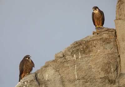 Eleonora's falcon - Falco eleonorae