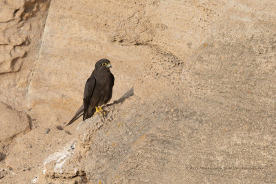 Eleonora's falcon - Falco eleonorae