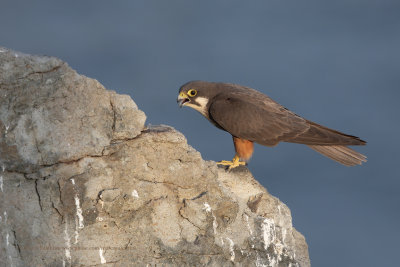 Eleonora's falcon - Falco eleonorae