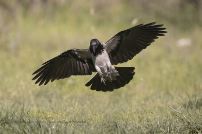 Hooded Crow - Corvus cornix