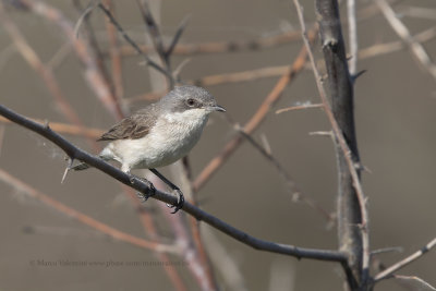 Lesser Whitethroat - Sylvia curruca