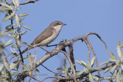 Lesser Whitethroat - Sylvia curruca
