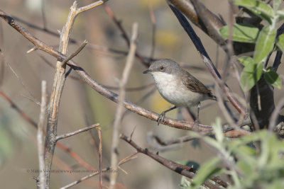 Lesser Whitethroat - Sylvia curruca