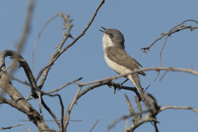 Lesser Whitethroat - Sylvia curruca