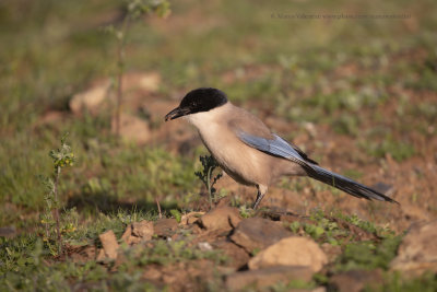 Azure-winged magpie - Cyanopica cooki