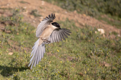 Azure-winged magpie - Cyanopica cooki