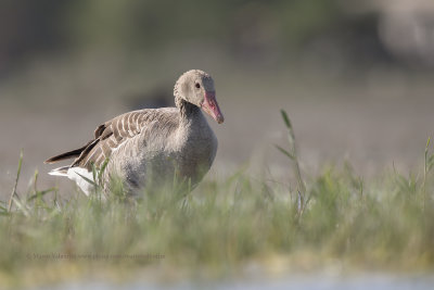 Greylag goose - Anser anser