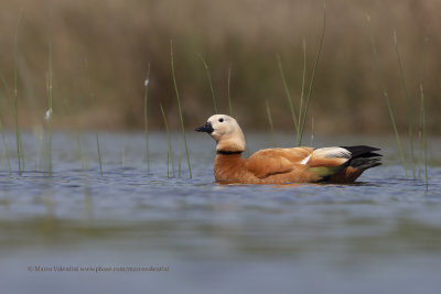 Ruddy Shelduck - Tadorna ferruginea